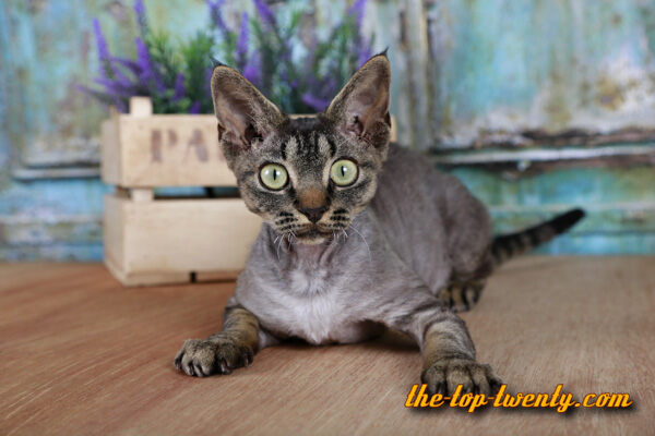 Devon Rex katze beliebte Katzenrasse